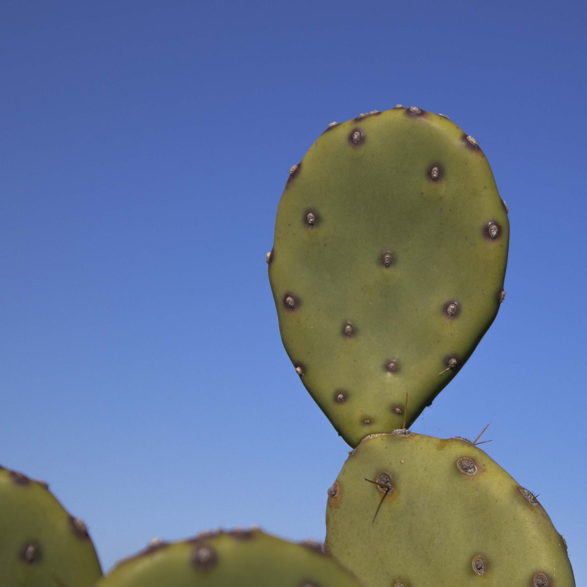 Image of a cactus demonstrating 'point'