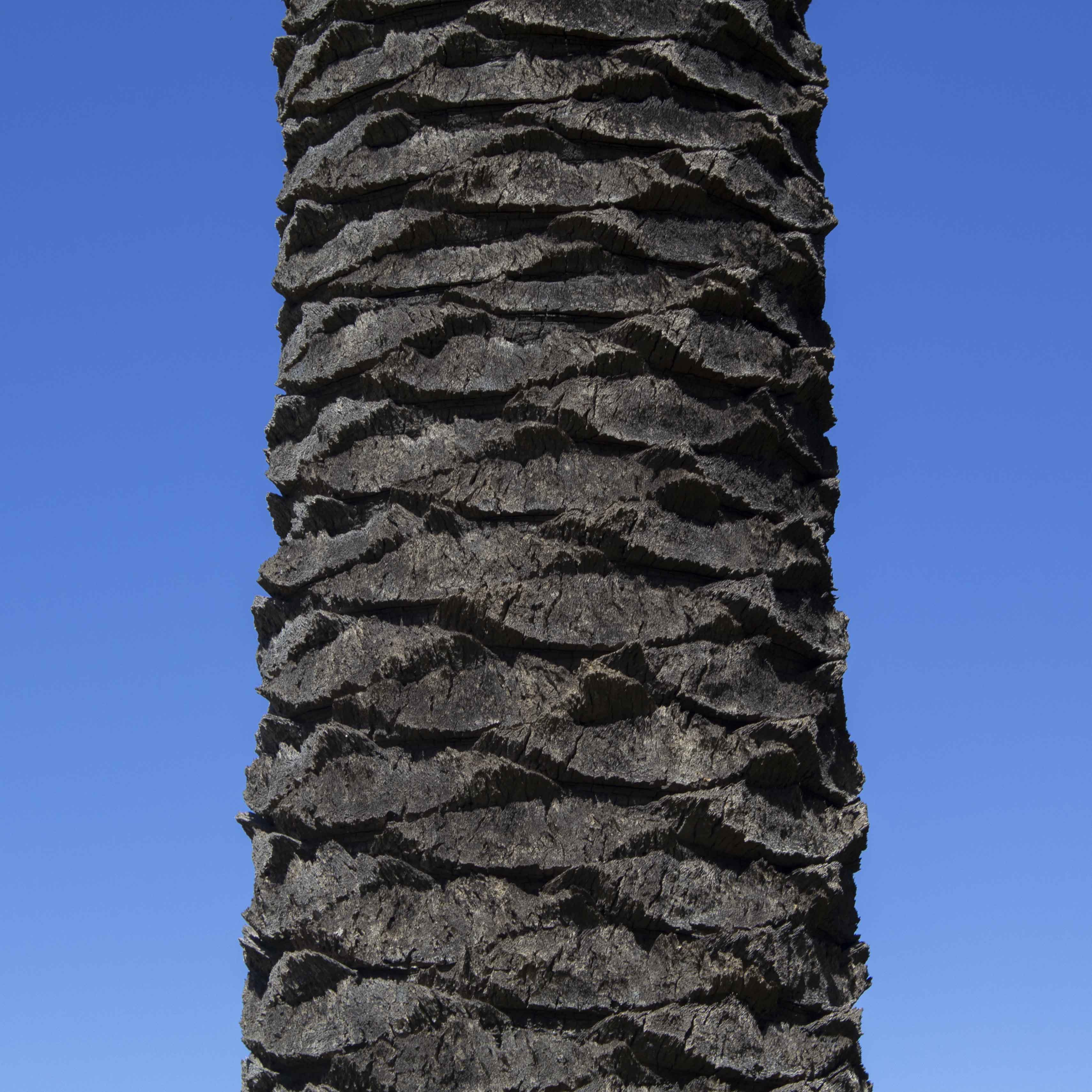 Image of a palm tree demonstrating 'pattern'