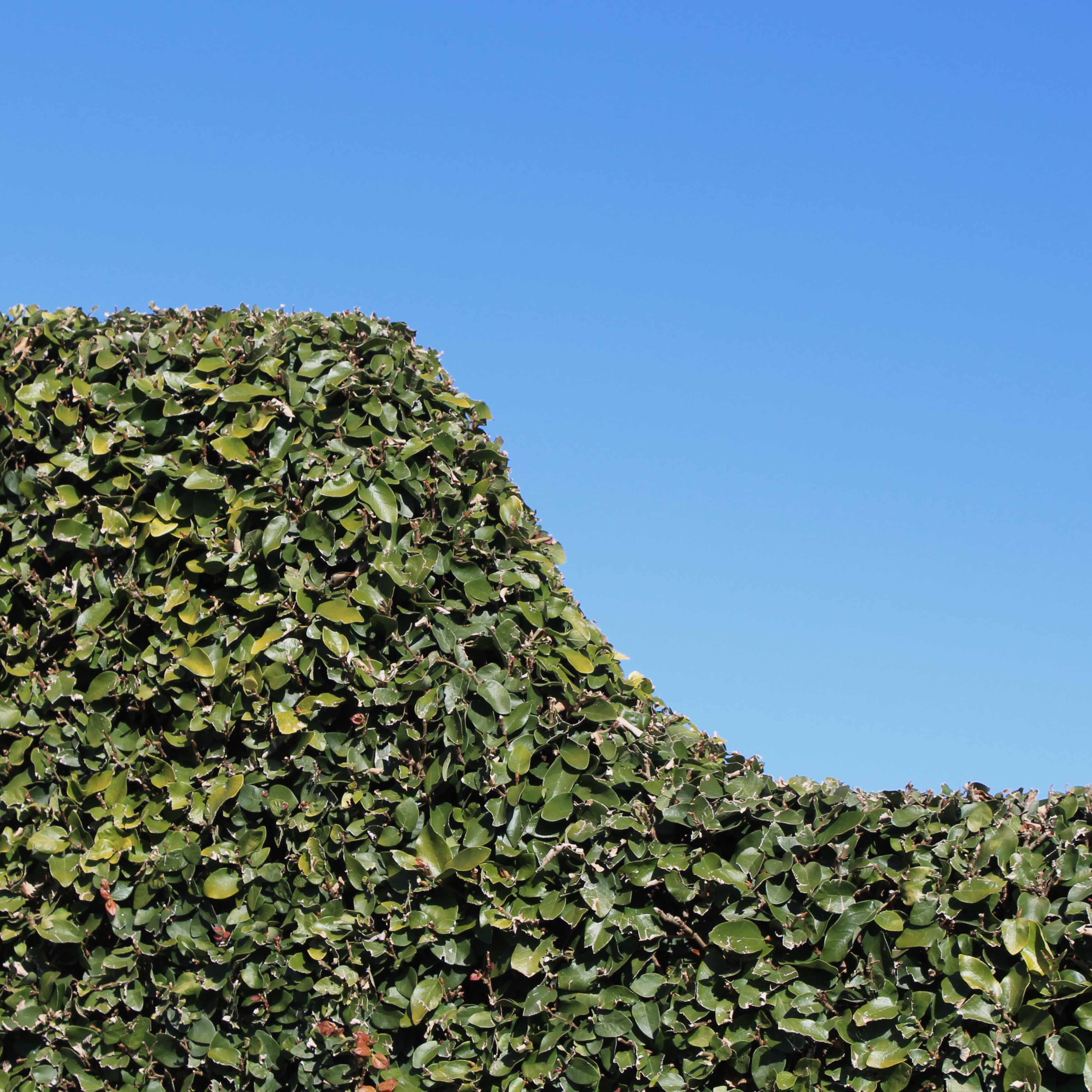 Image of a hedge demonstrating 'rythm'