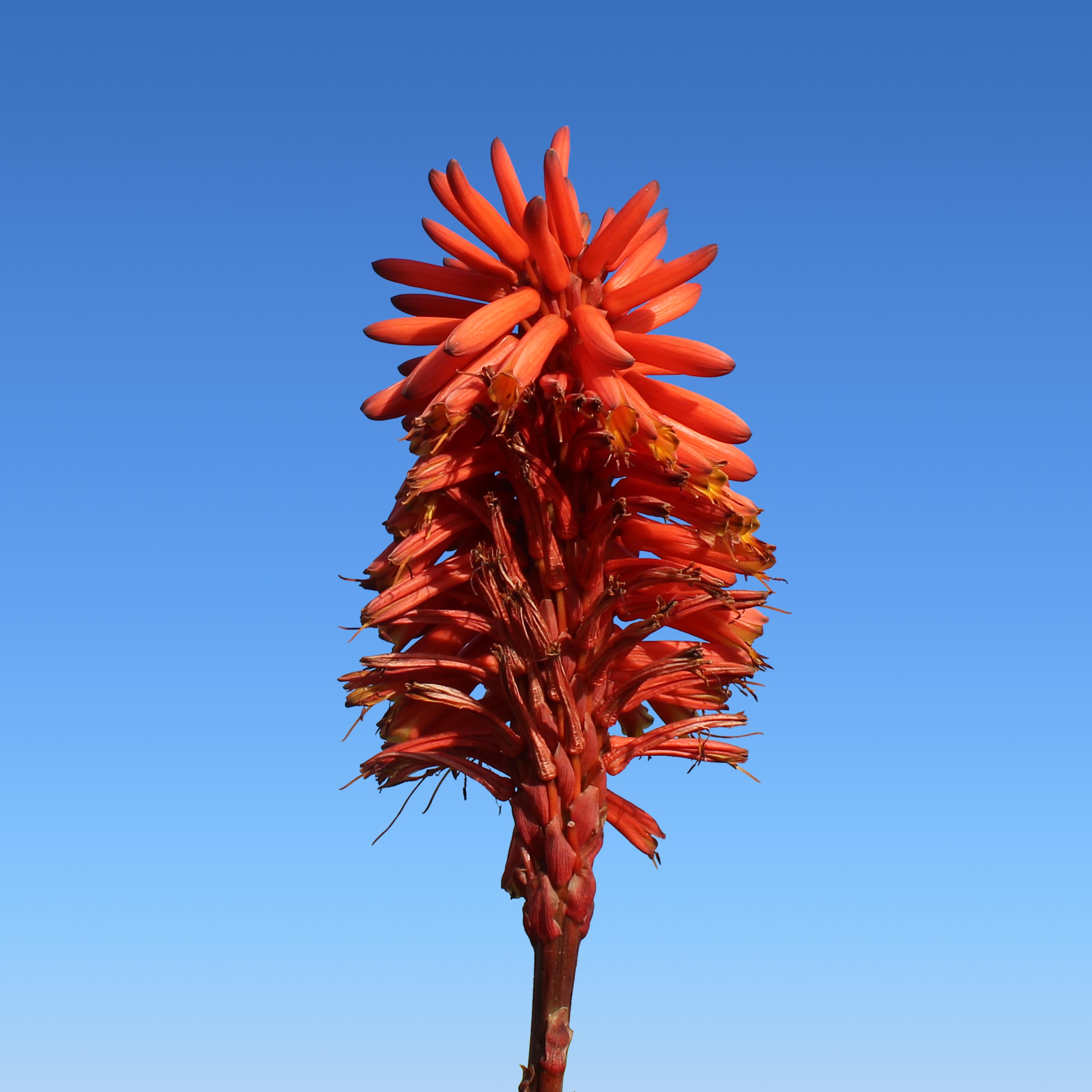 Image of a flower demonstrating 'colour'